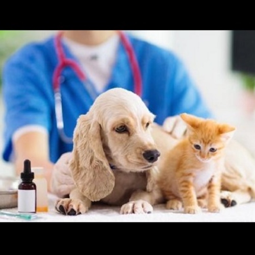 比利時Volition癌症篩檢診斷公司打進美國寵物癌症檢測市場